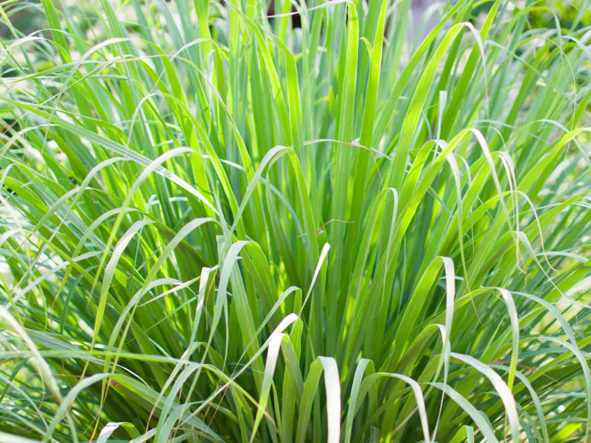 lemongrass can be used as a natural mosquito repellent