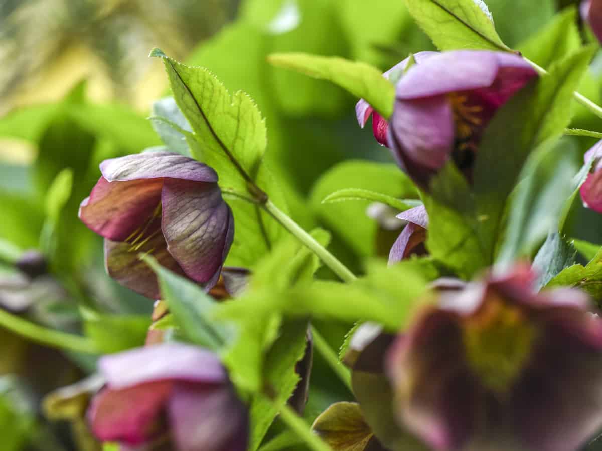 lenten roses love the shade