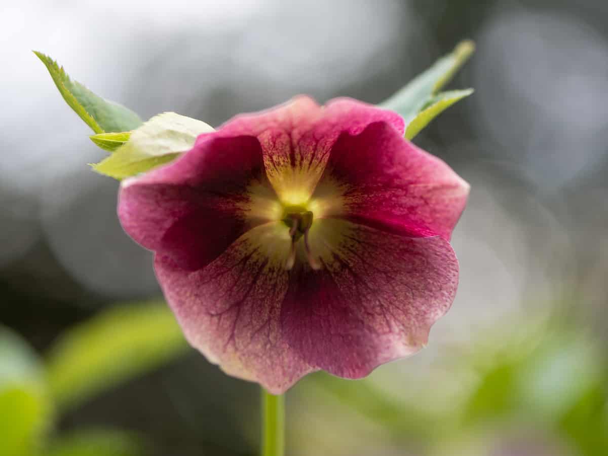 Lenten rose is also known as hellebore