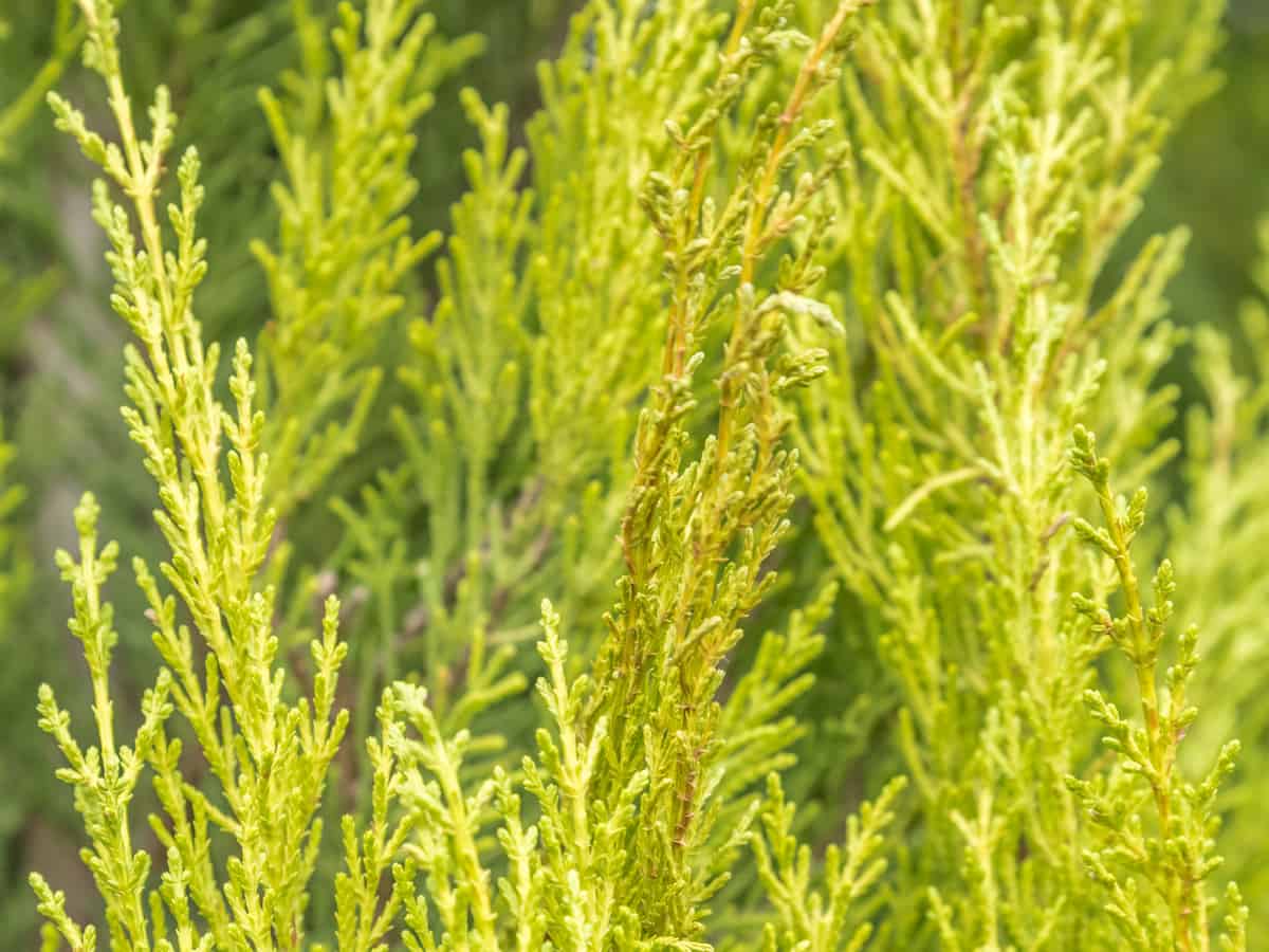 Leyland cypress is a shrub that offers a quick privacy hedge