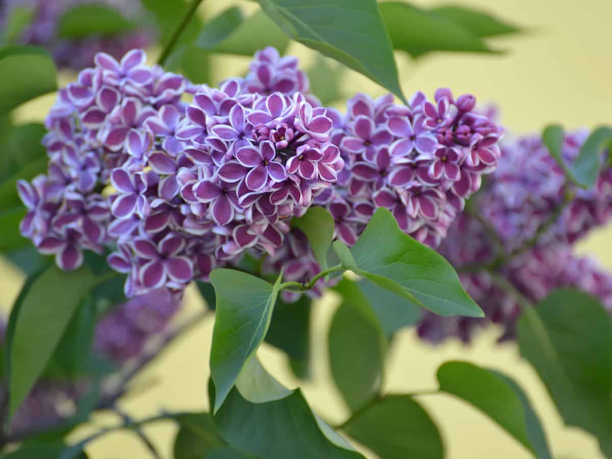 the lilac is a flowering hedge plant