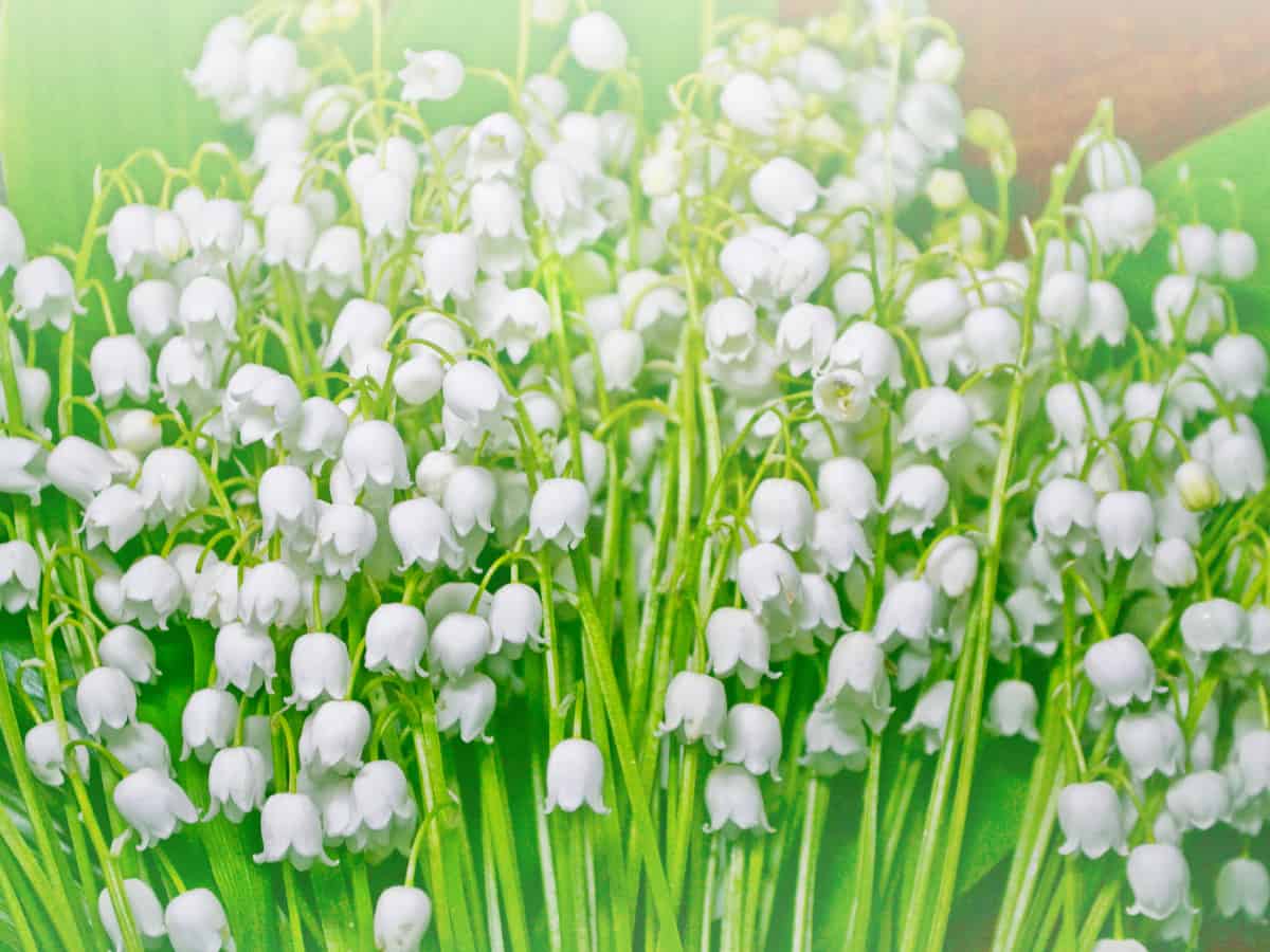 lily of the valley is a fragrant herbaceous perennial