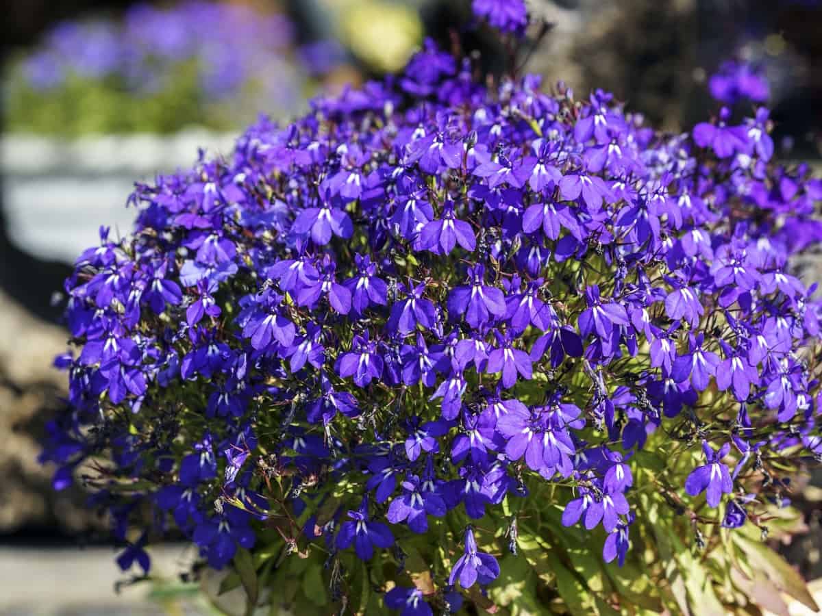 lobelia requires minimal care