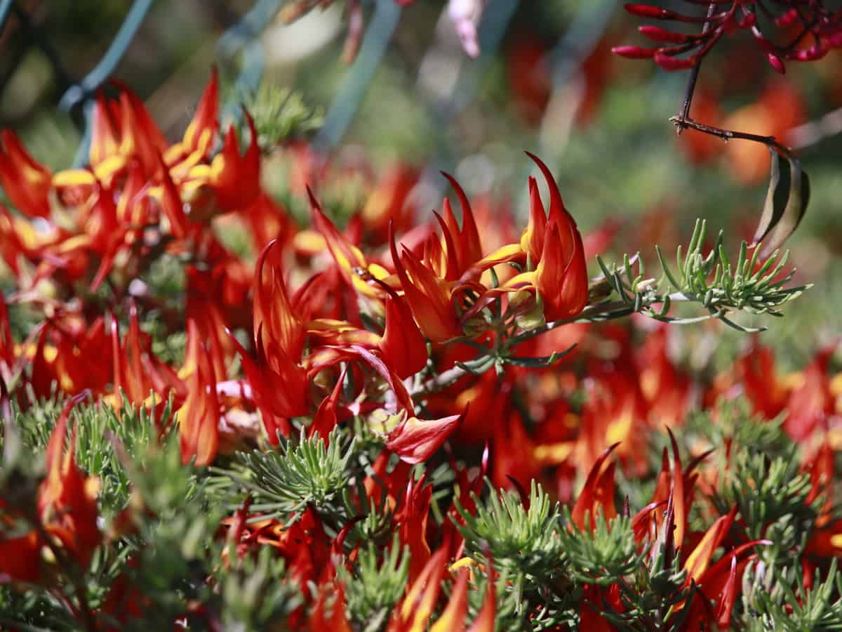 the lotus vine has flame-like flowers