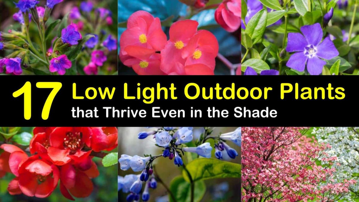 20 Low Light Outdoor Plants that Thrive Even in the Shade