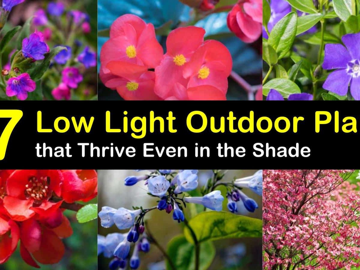 17 Low Light Outdoor Plants That Thrive, Outdoor Plant Shrubs