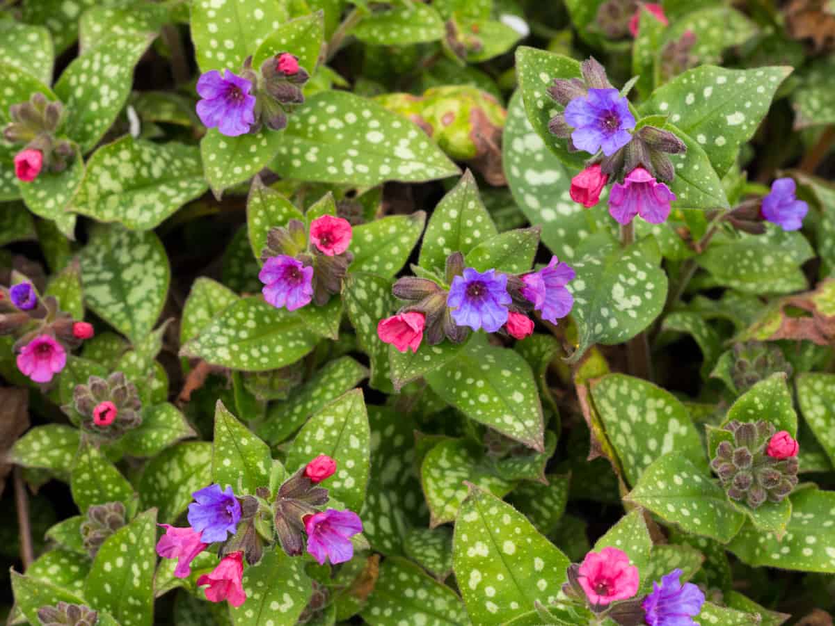 lungwort is a woodland plant