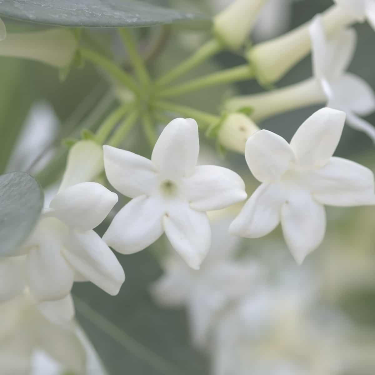 the Madagascar jasmine has a sweet fragrance