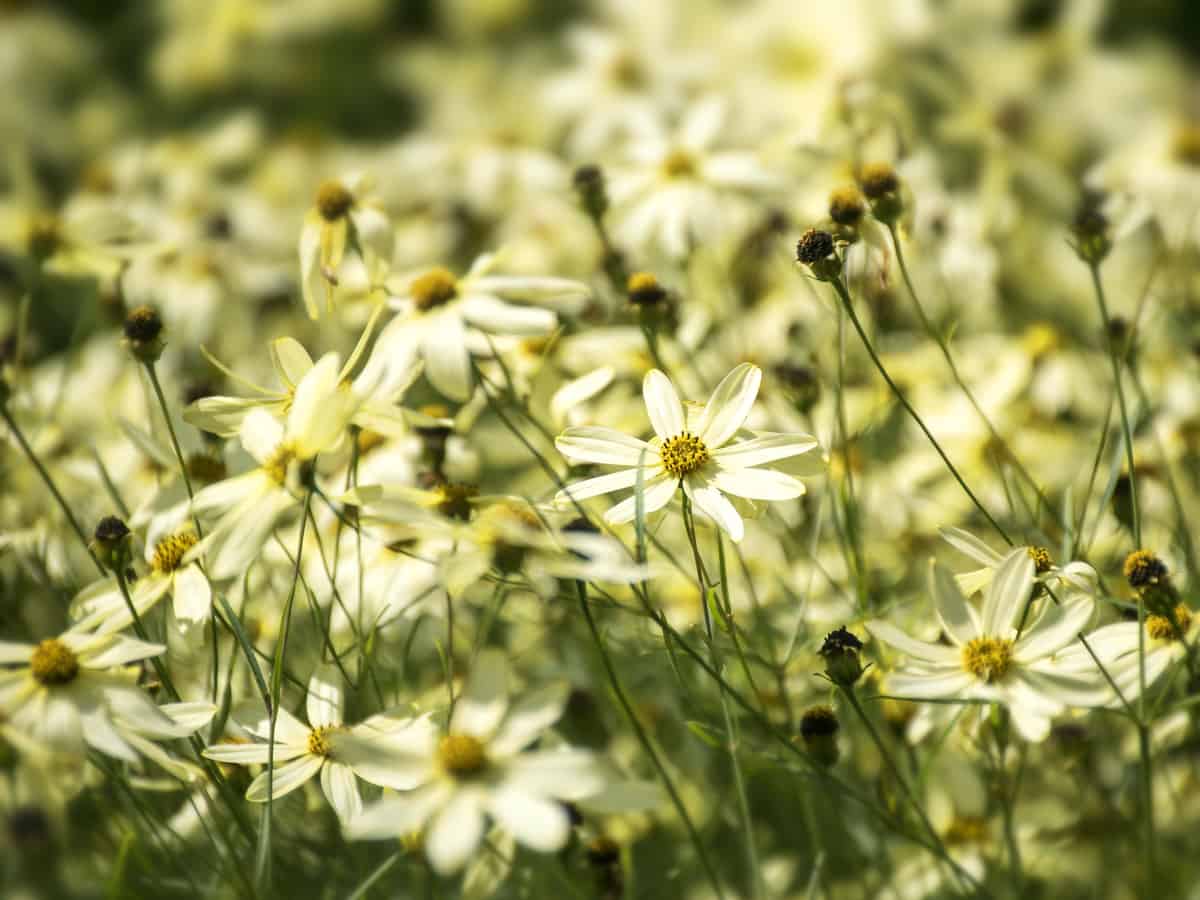 moonbeam tickseed is a long blooming perennial