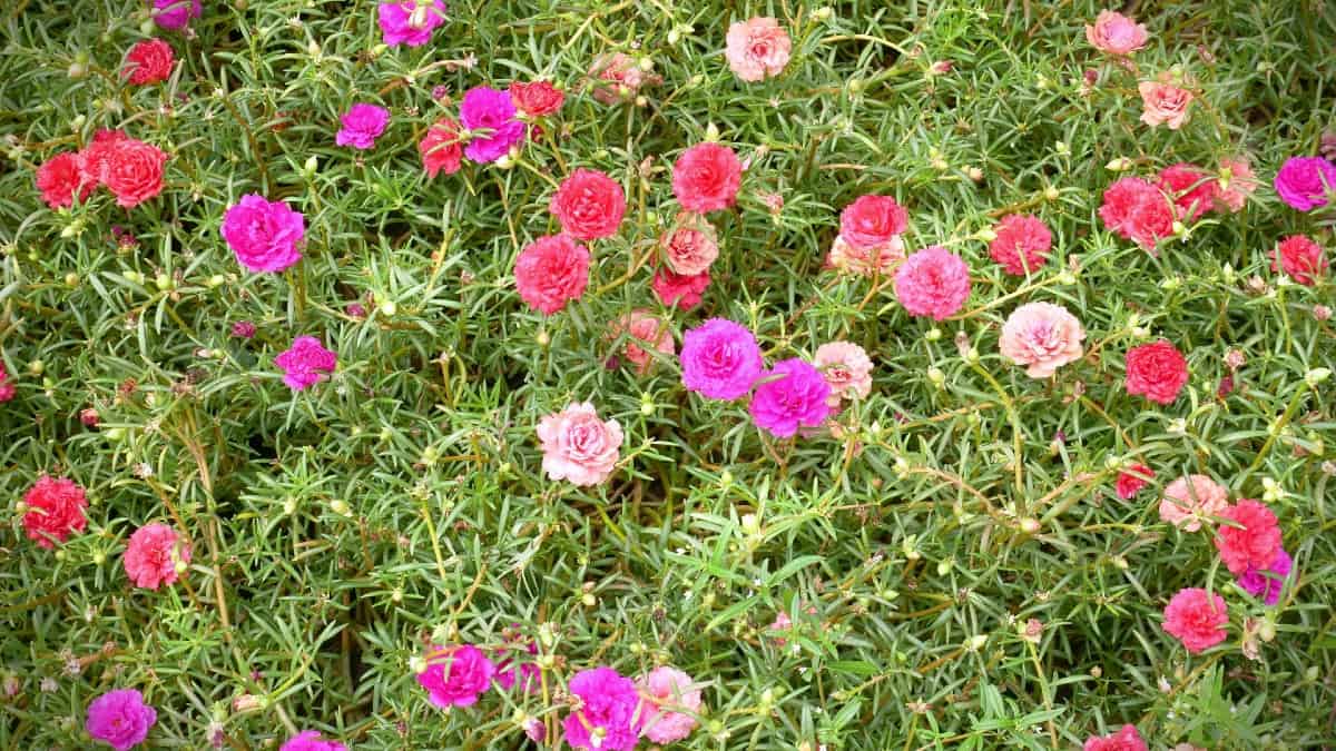 The moss rose is a petite lovely flower.