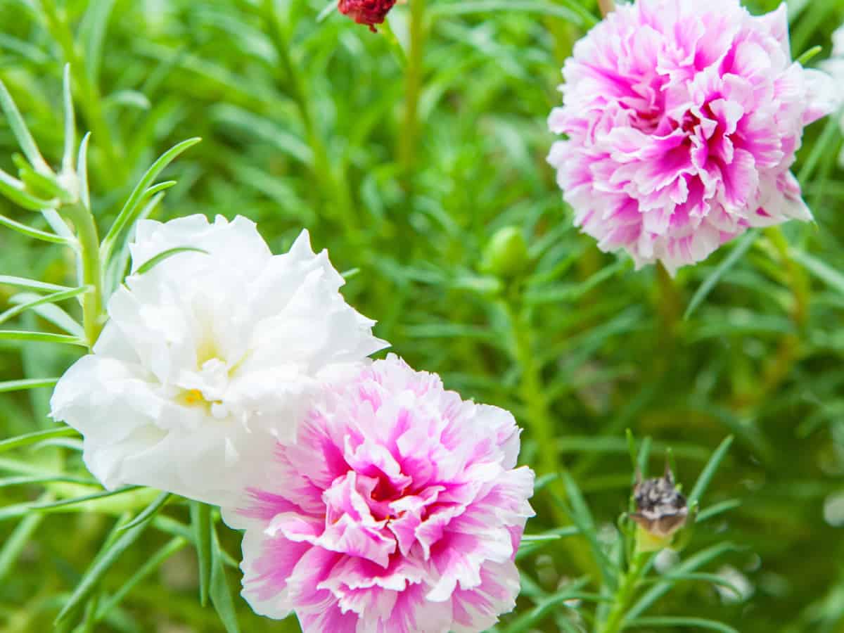 the moss rose performs well in a hanging basket