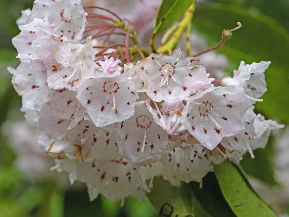 mountain laurel provides beautiful color all year