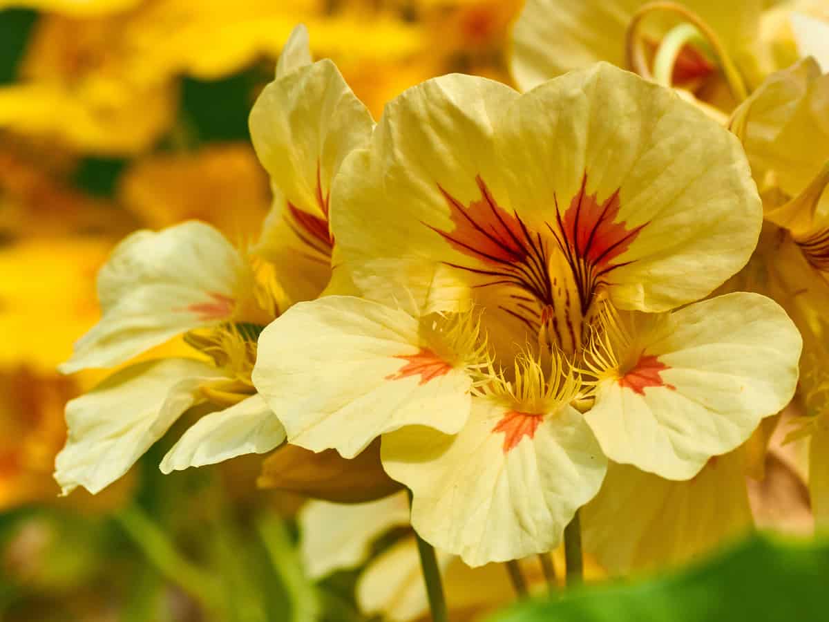 nasturtium is a hardy ground cover