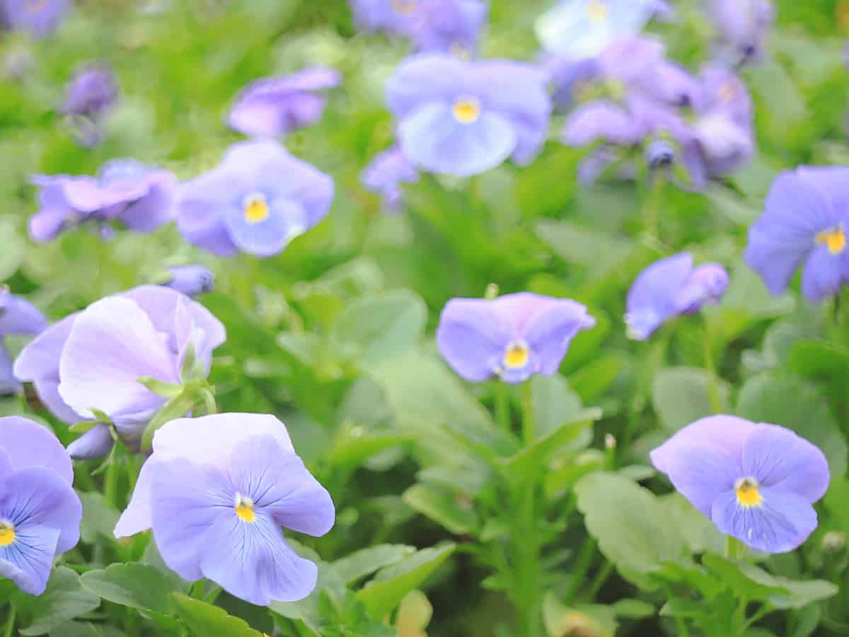 New Guinea Impatiens is a long-blooming flower that is perfect for hanging baskets