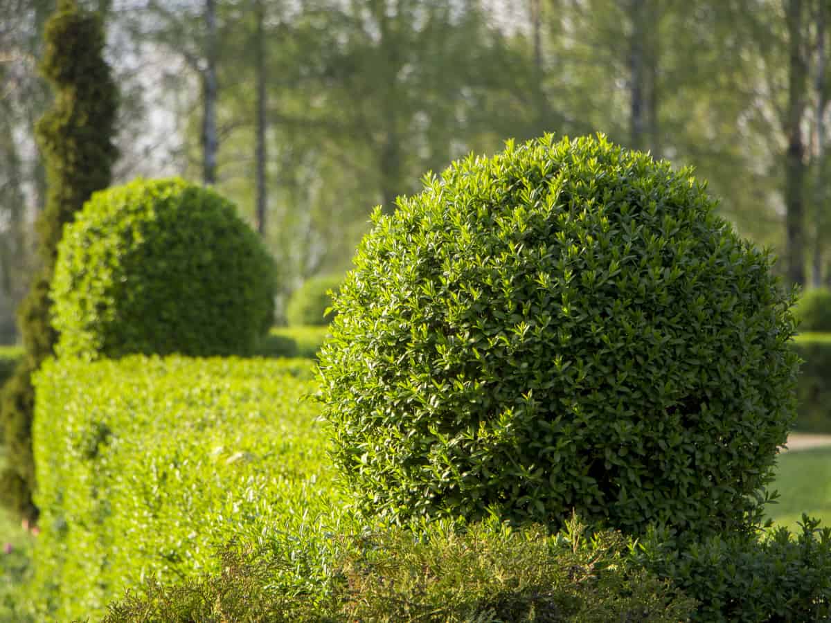 the North privet provides a sweet smelling flower