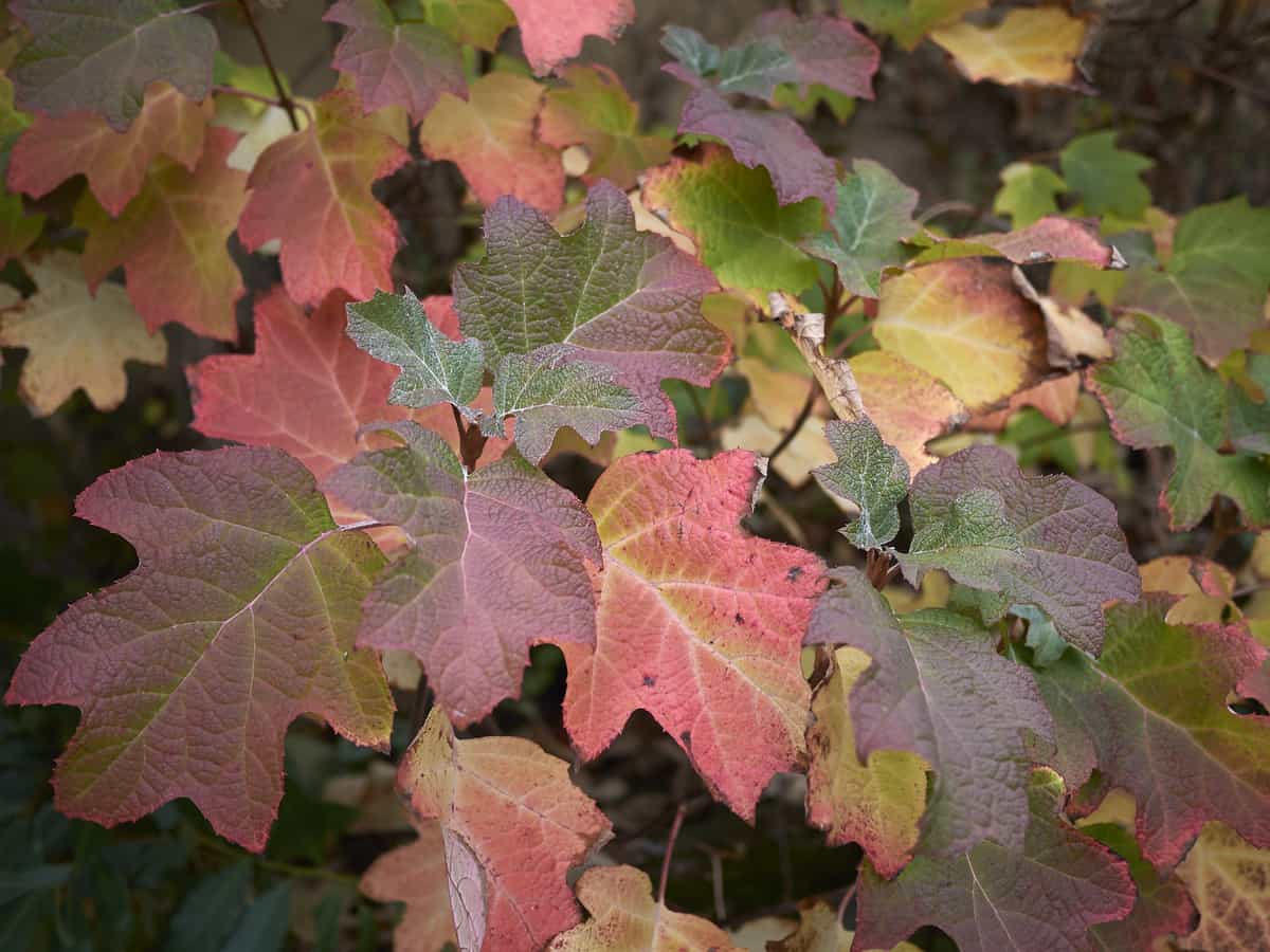 oakleaf hydrangea does well in the shade with occasional sun