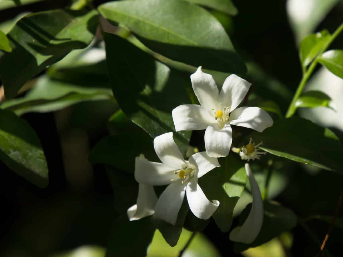 orange jessamine has a fragrance like oranges