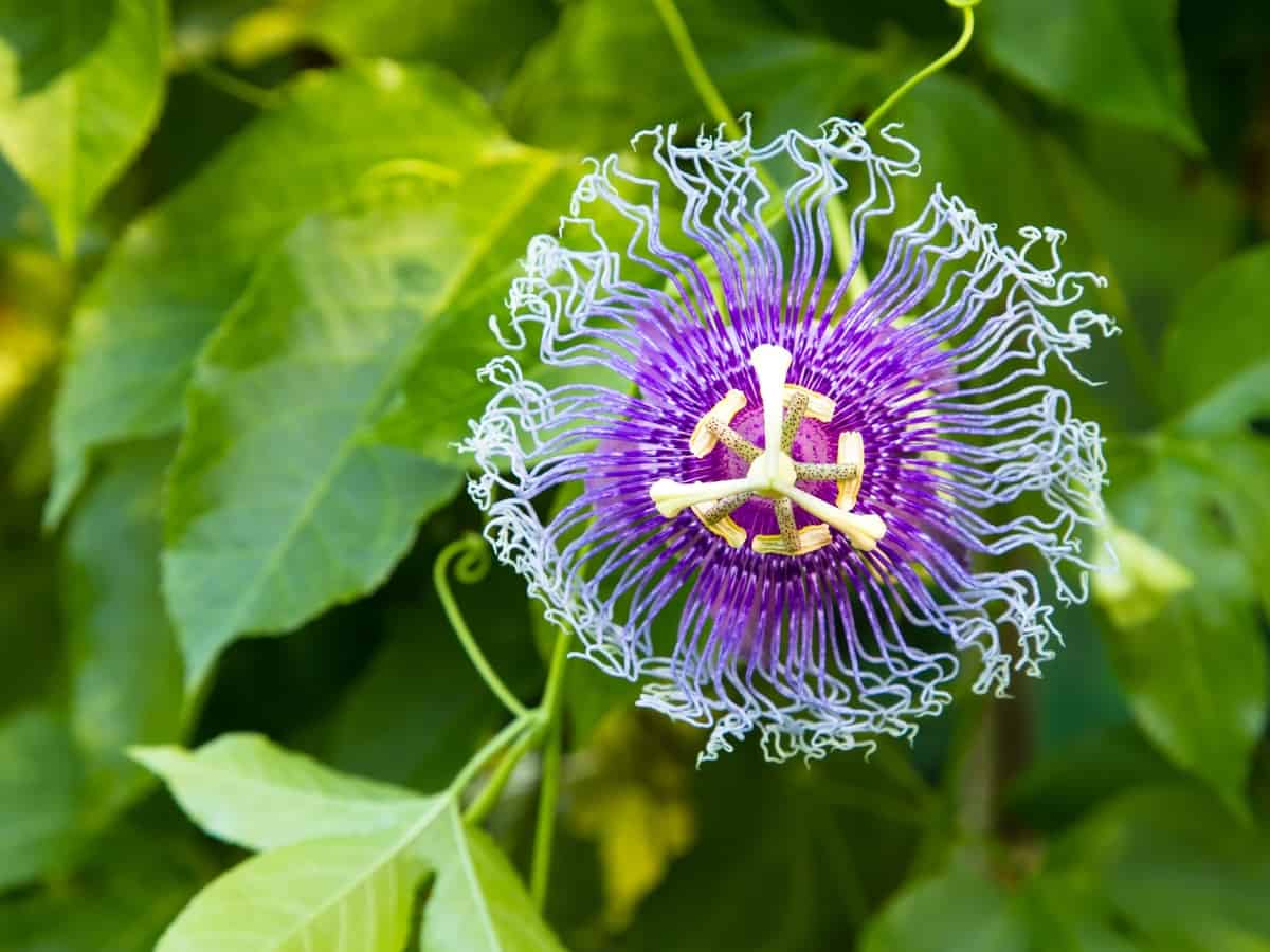 passionflower smells as good as it looks