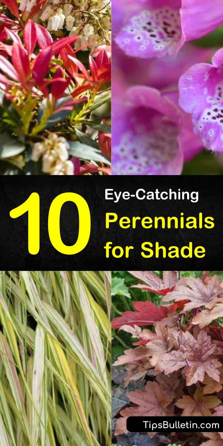 Learn which drought tolerant flowering perennials for shade are perfect for your backyards, front yards, flower beds, and landscapes. Discover which zone 5 perennials don’t need sun and can grow tall through the spring and fall. You’ll add texture to your garden. #gardening #perennials #shade