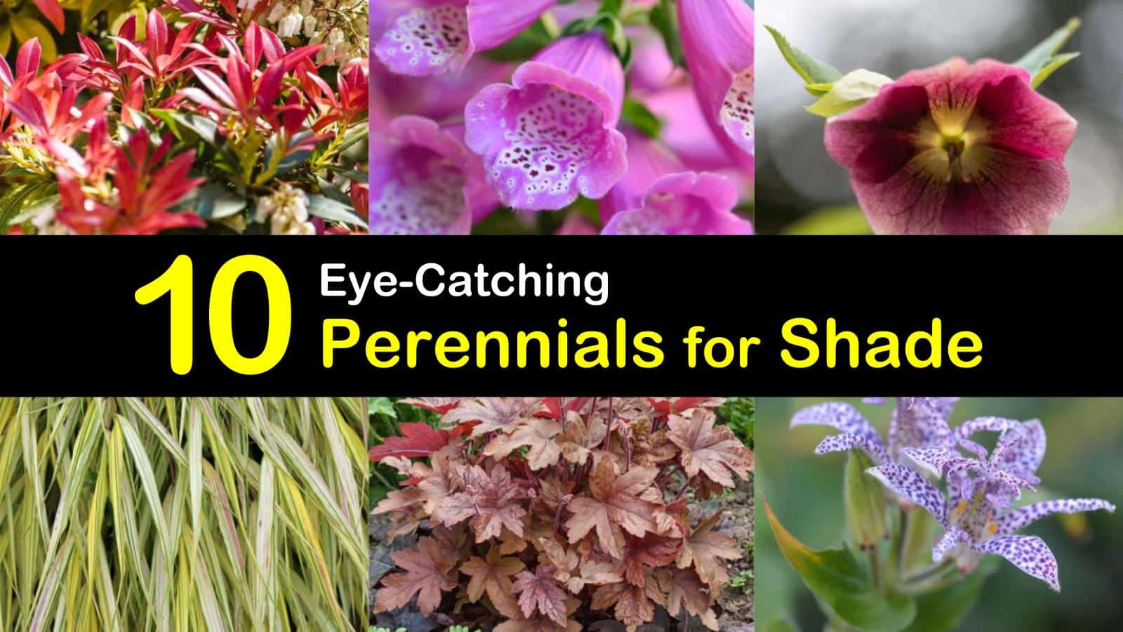 perennials for shade titleimg1