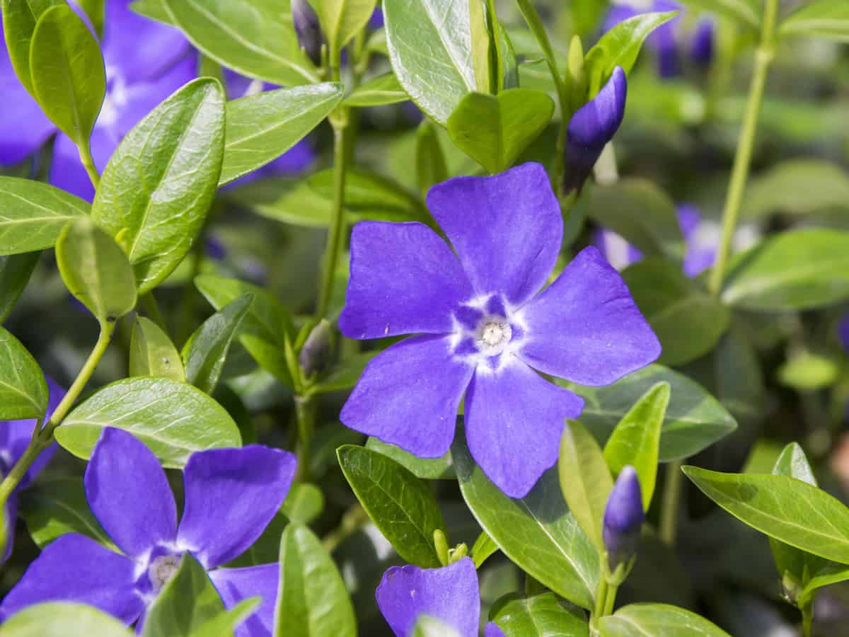 New Low Light Outdoor Plants for Simple Design
