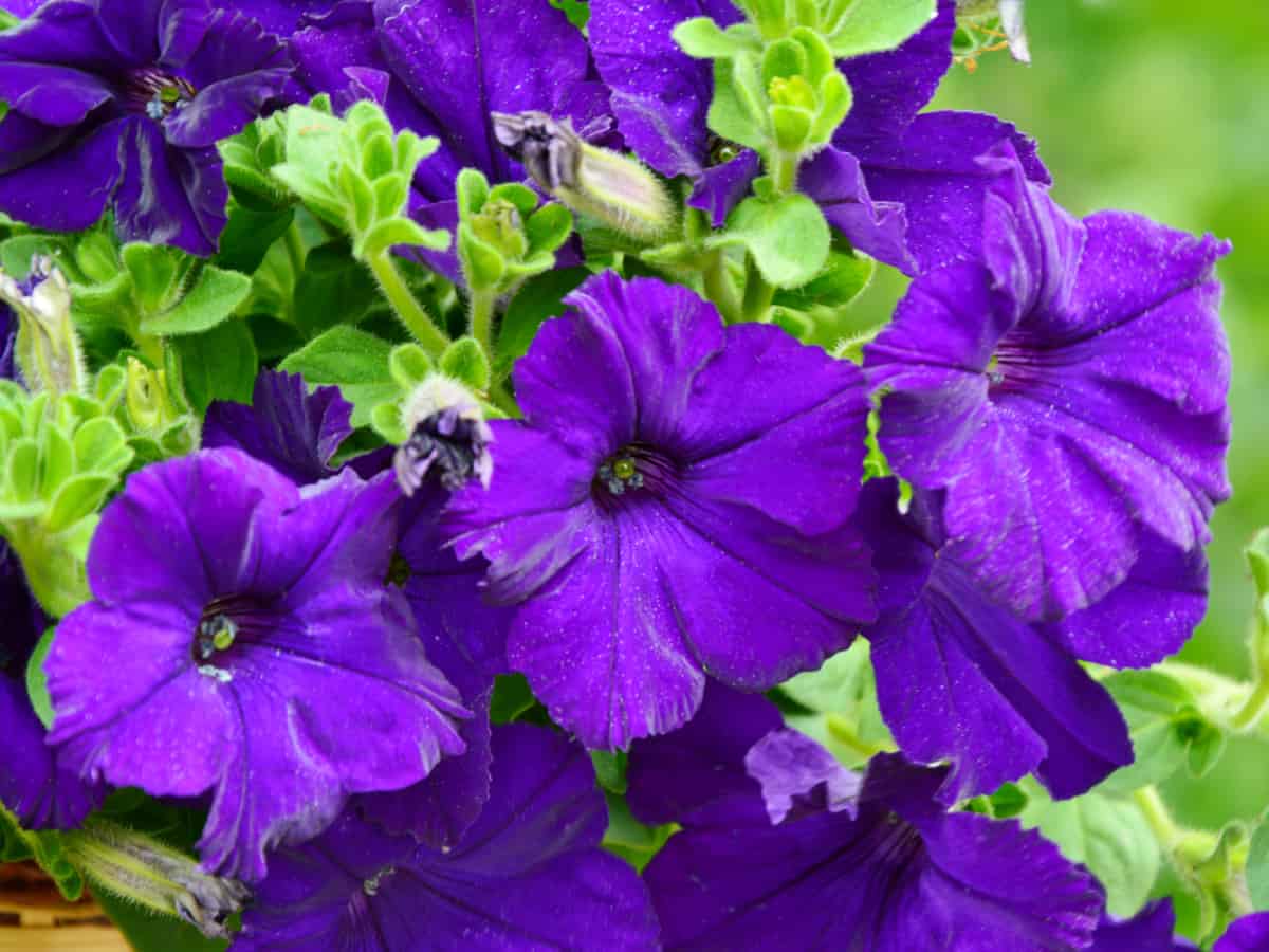 petunia is perfect for hanging baskets