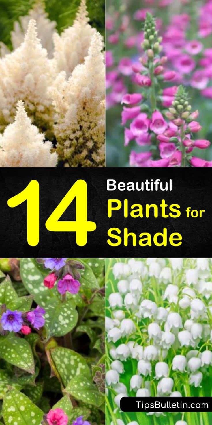 Are you plagued by shaded areas in your landscape? Not sure what you can plant in those spaces? There are so many different perennials you can add to your shaded front yards or backyards to turn that bare spot into an outdoor flowering paradise. #shadeplants #plantsforshade