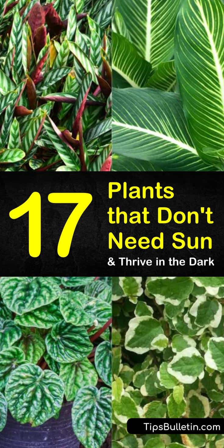 Discover the best plants that don’t need sun for indoor planting and for your yards. Our guide shows you the top perennials and other drought tolerant plants for low lights and shades. Find the best flower plants for low sunlight and water. #gardening #lowlightplants