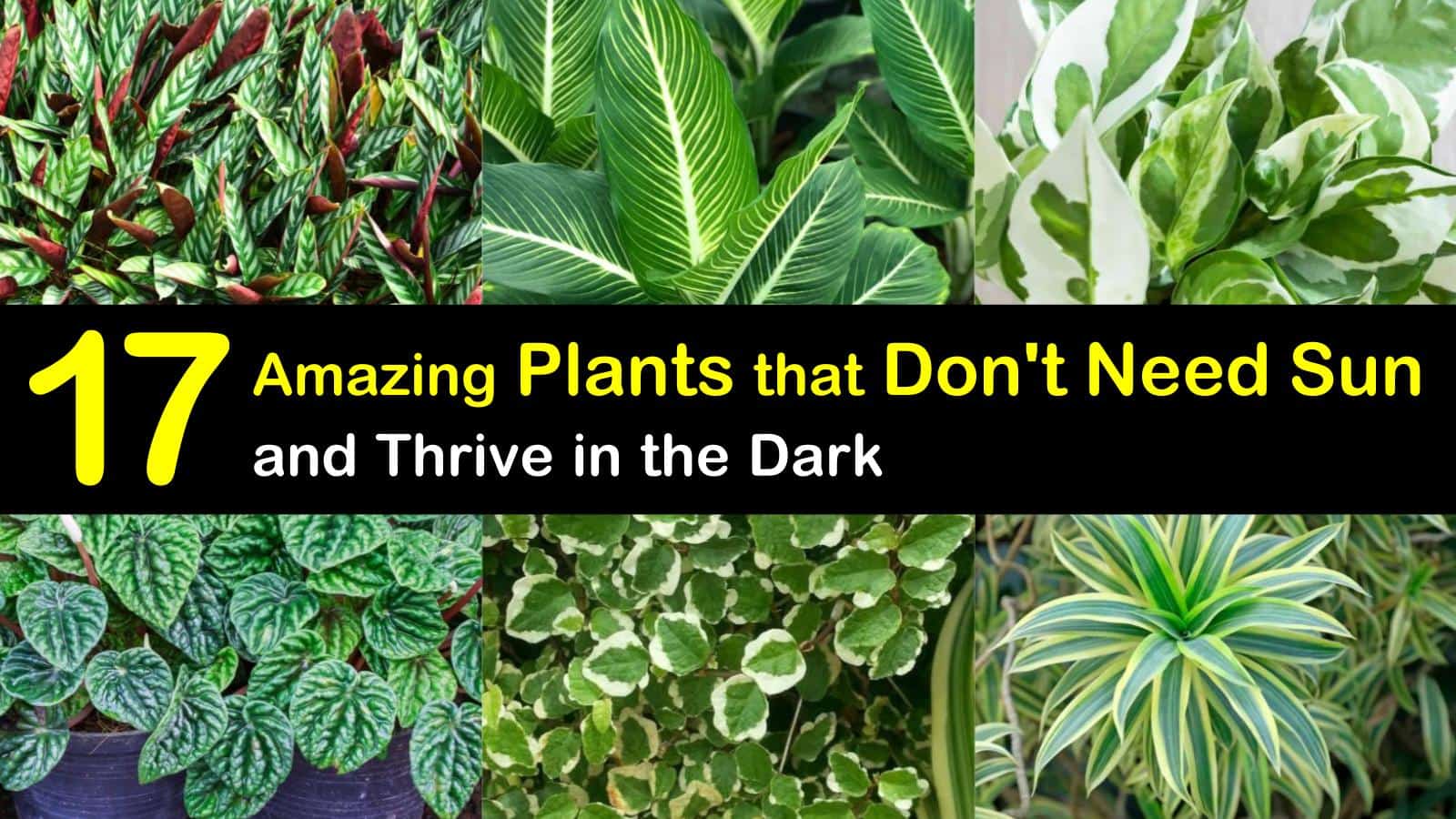 plants that don't need sun titleimg1