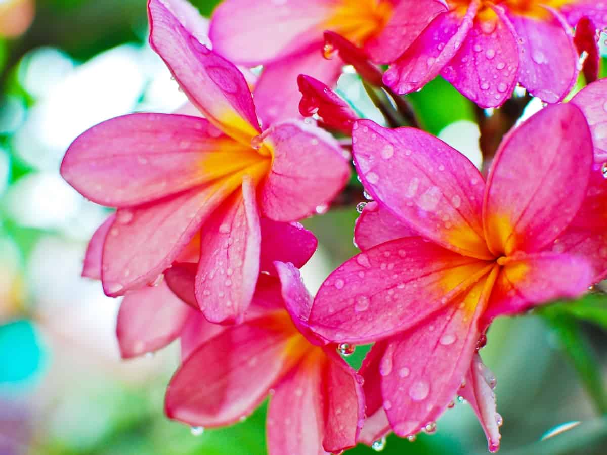 plumeria is a fragrant indoor plant