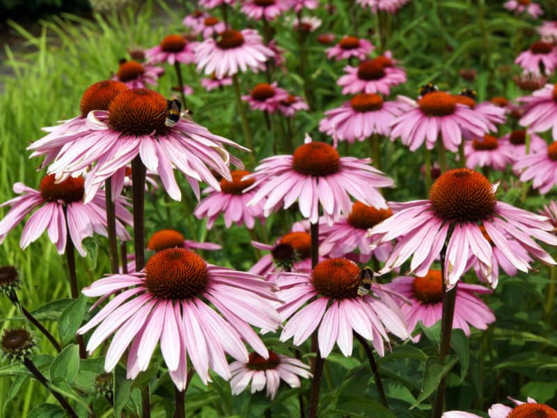 17 Long Blooming Perennials to Extend Color Throughout the Season