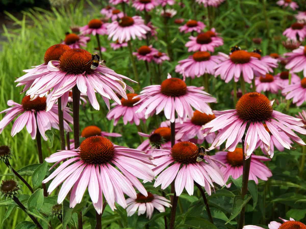 purple coneflower is a herbaceous perennial