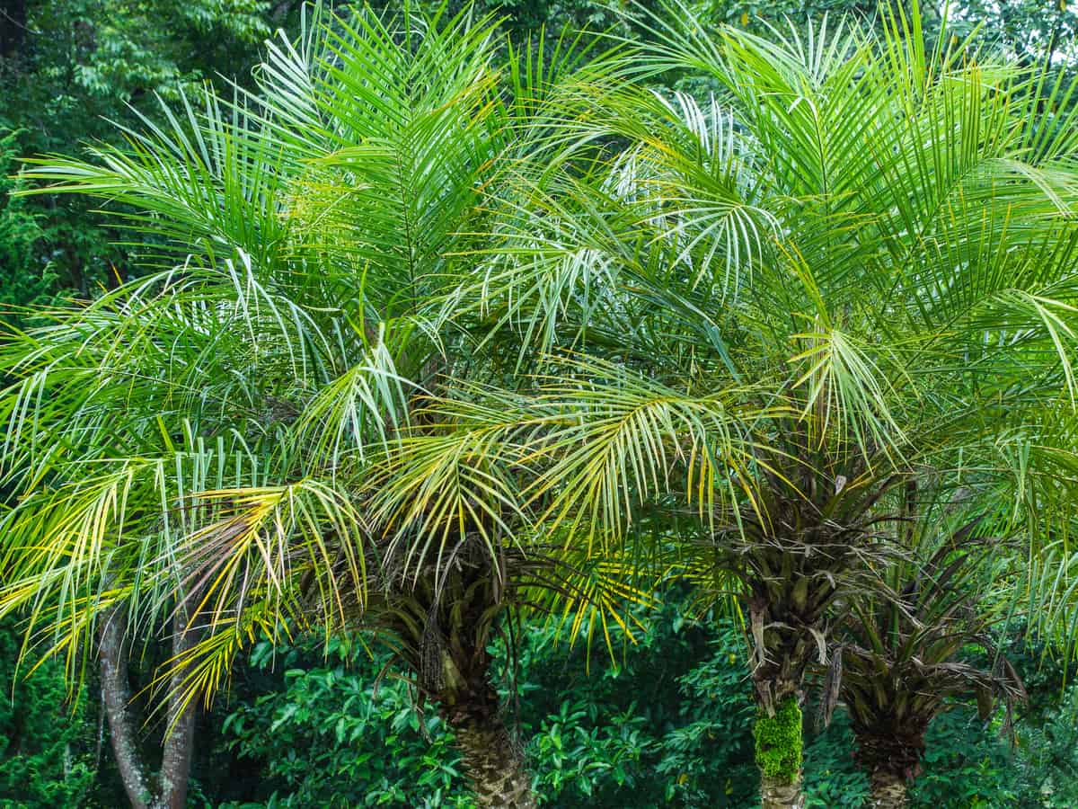pygmy date palm prefers indirect sunlight