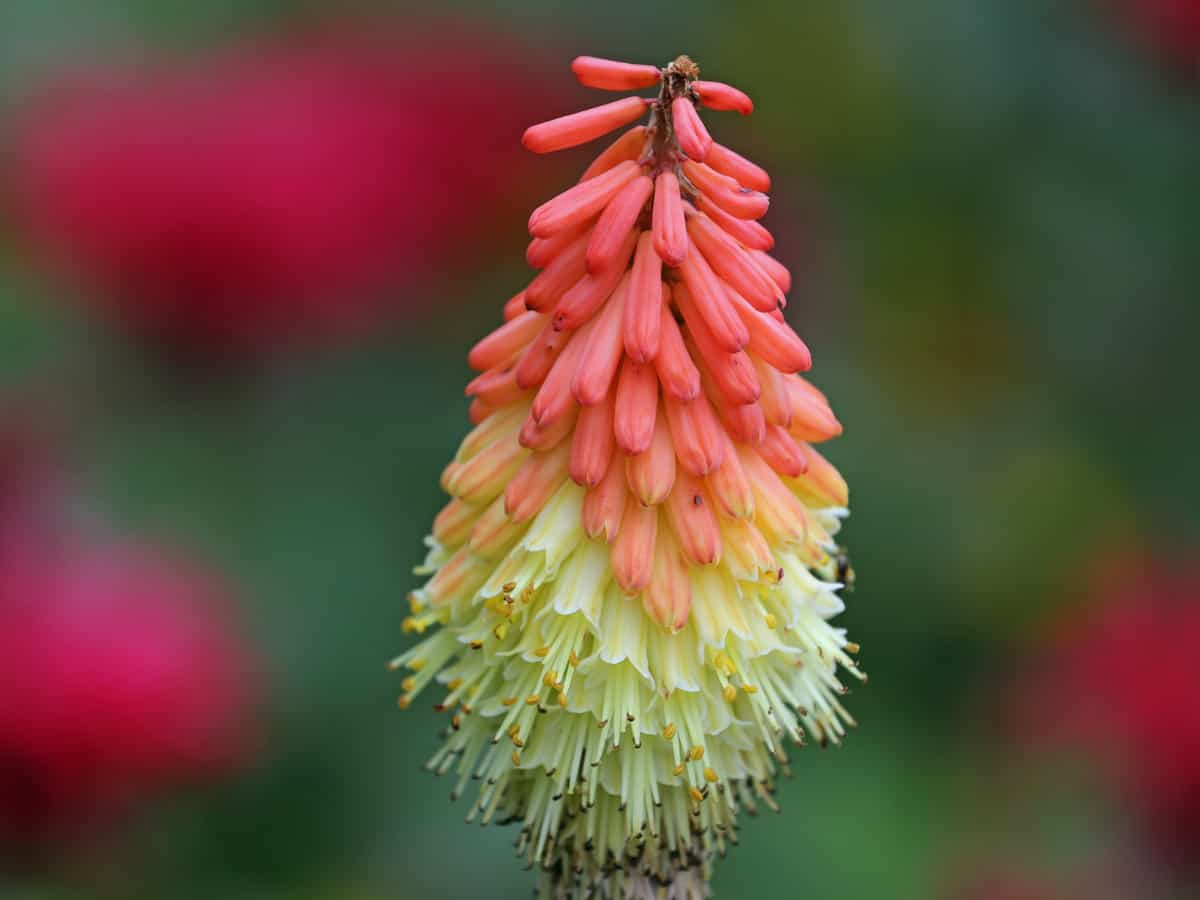 red hot poker is also known as torch lily