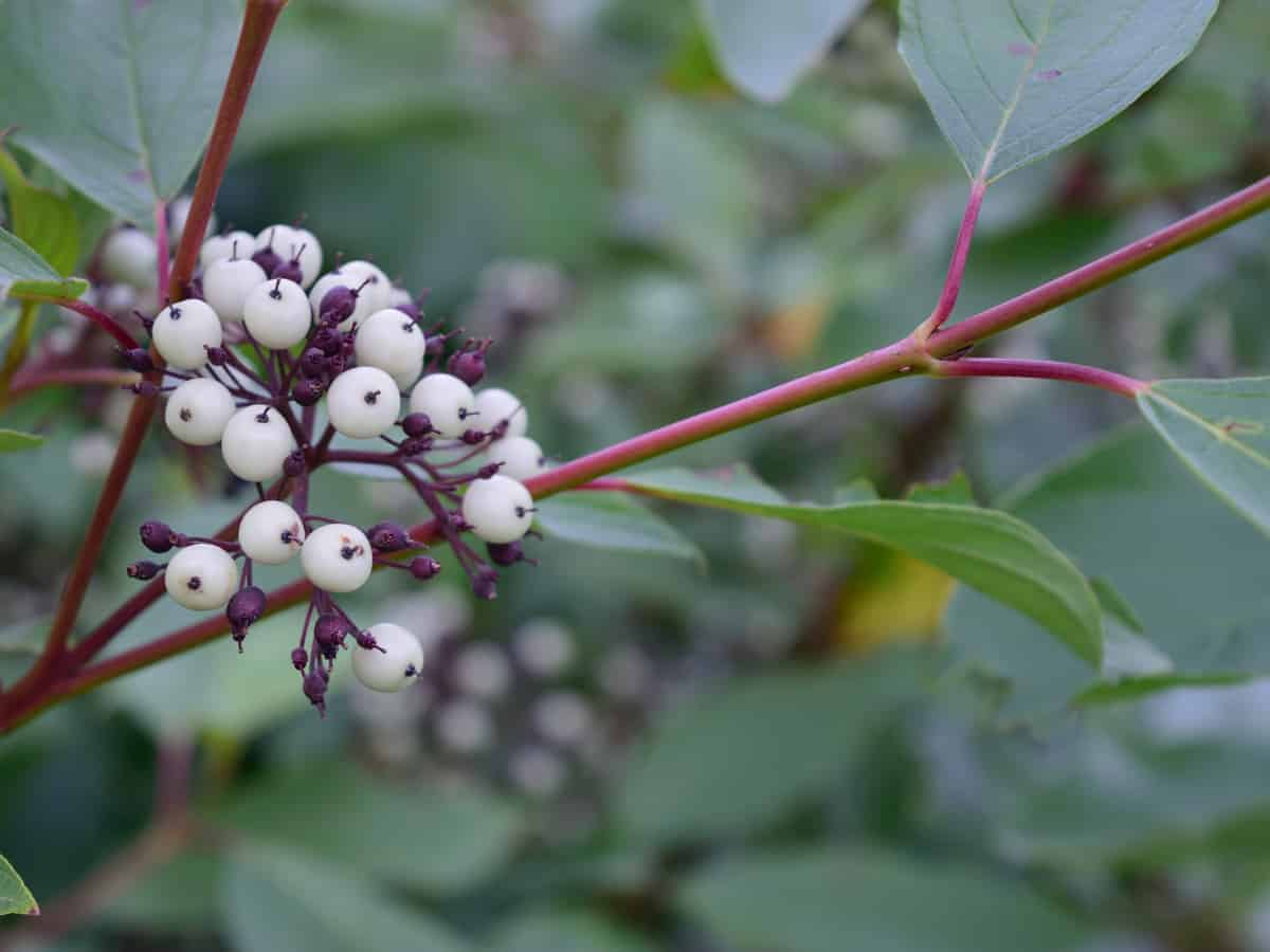 red twig dogwood is a fast growing tree that provides year round interest