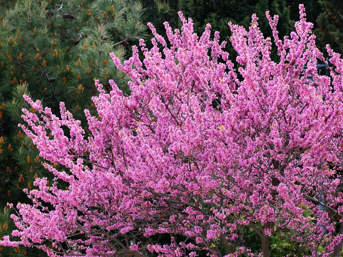 lavender twist redbud is a dwarf tree that has weeping flowers