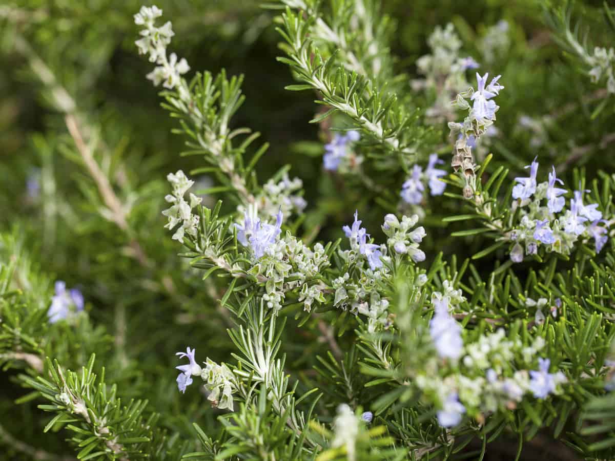 rosemary is an excellent choice for a privacy screen at the beach