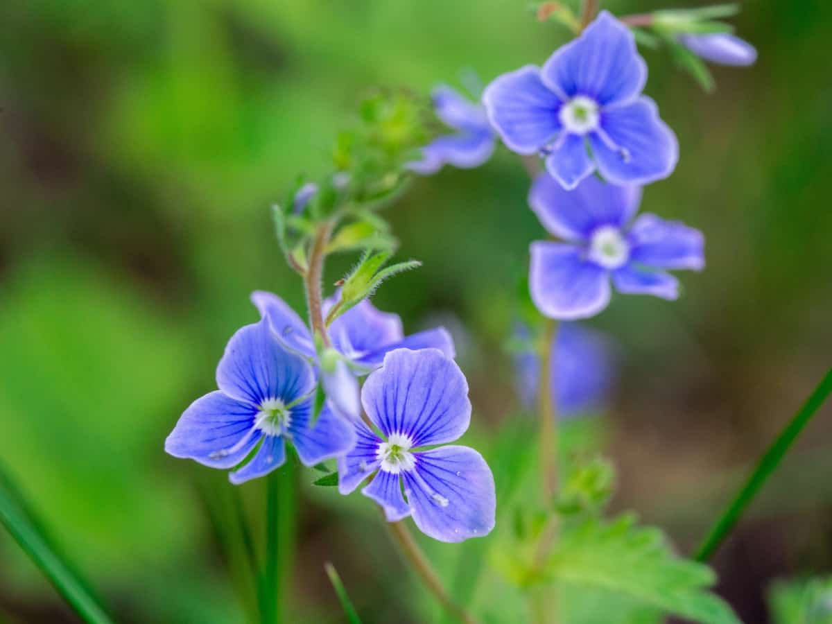 Rozanne cranesbill is the perfect ground cover