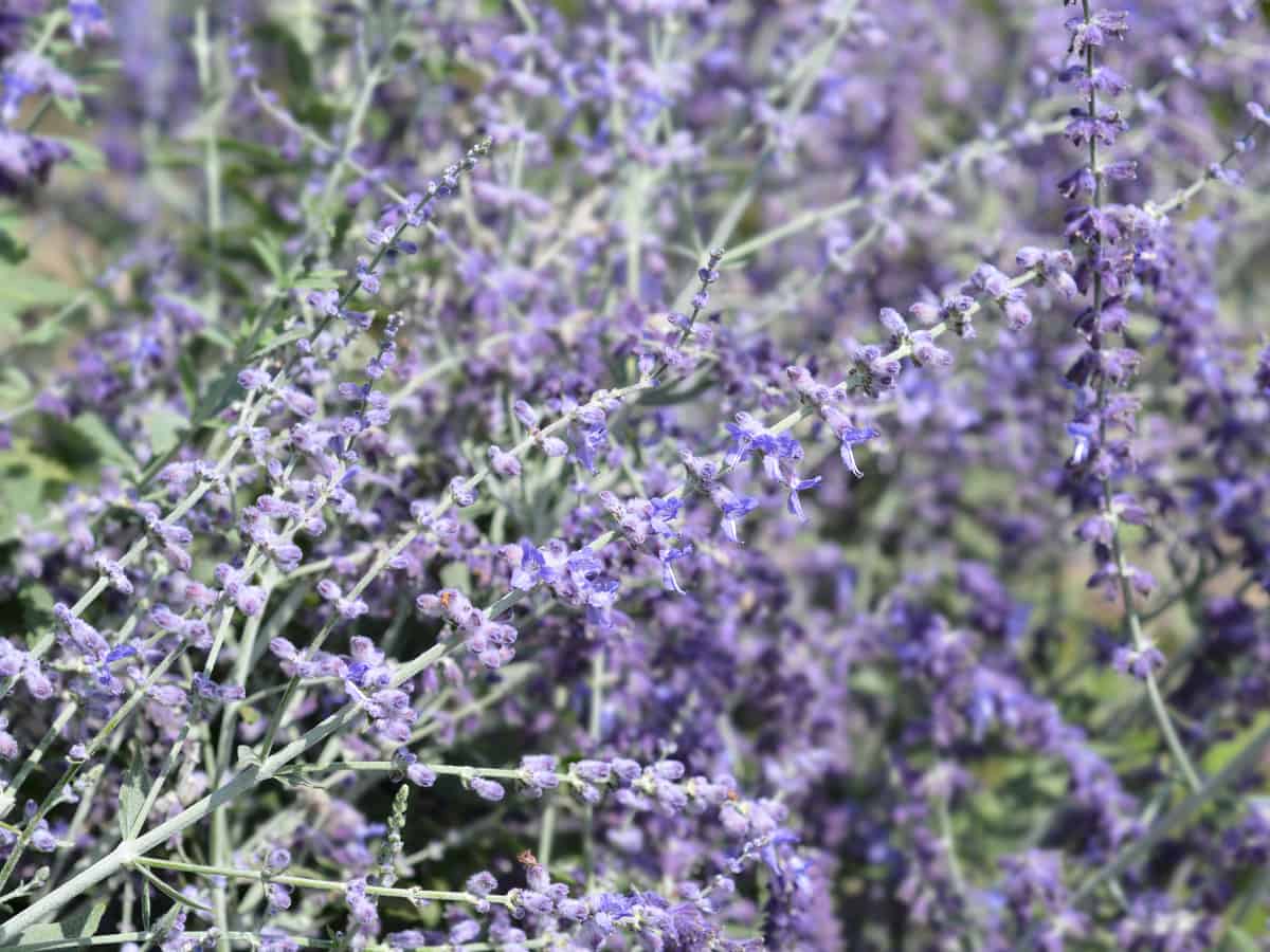 Russian sage is a tall, long-lasting perennial