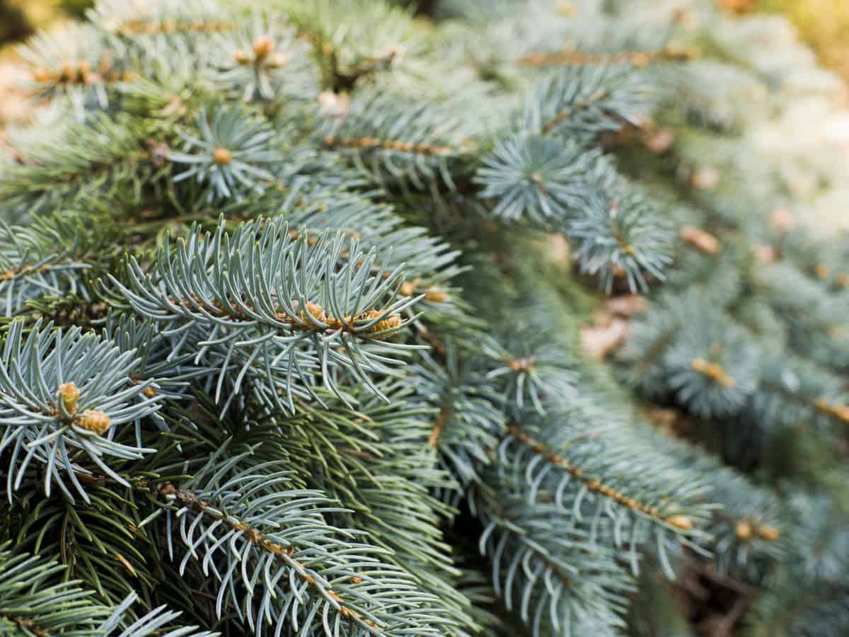 the Serbian spruce is a dwarf evergreen that doesn't need much room