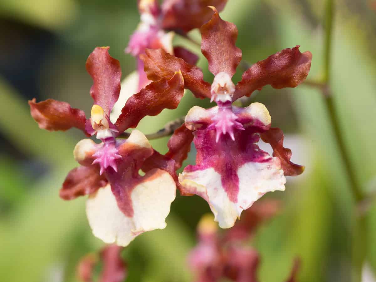sharry baby orchid is easy to care for