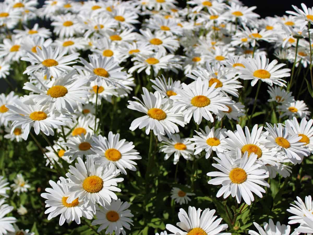 the shasta daisy has a long blooming season