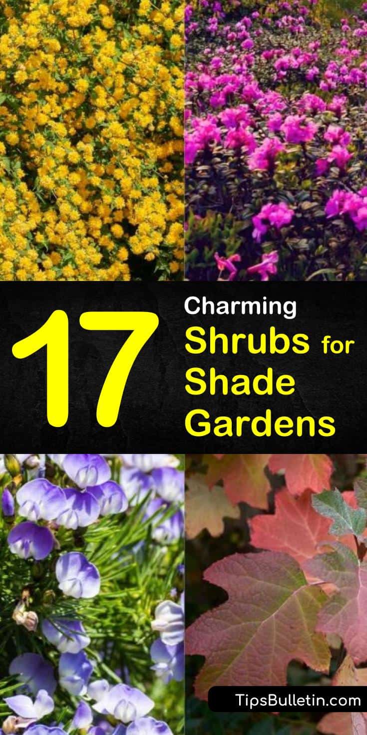 Discover which shrubs for shade are perfect evergreen perennials for front yards, backyards, and for outdoor areas around your house. We show you the drought tolerant flowering hedges that are ideal for zone 4 landscaping challenges. #shade #bushes #shrubs