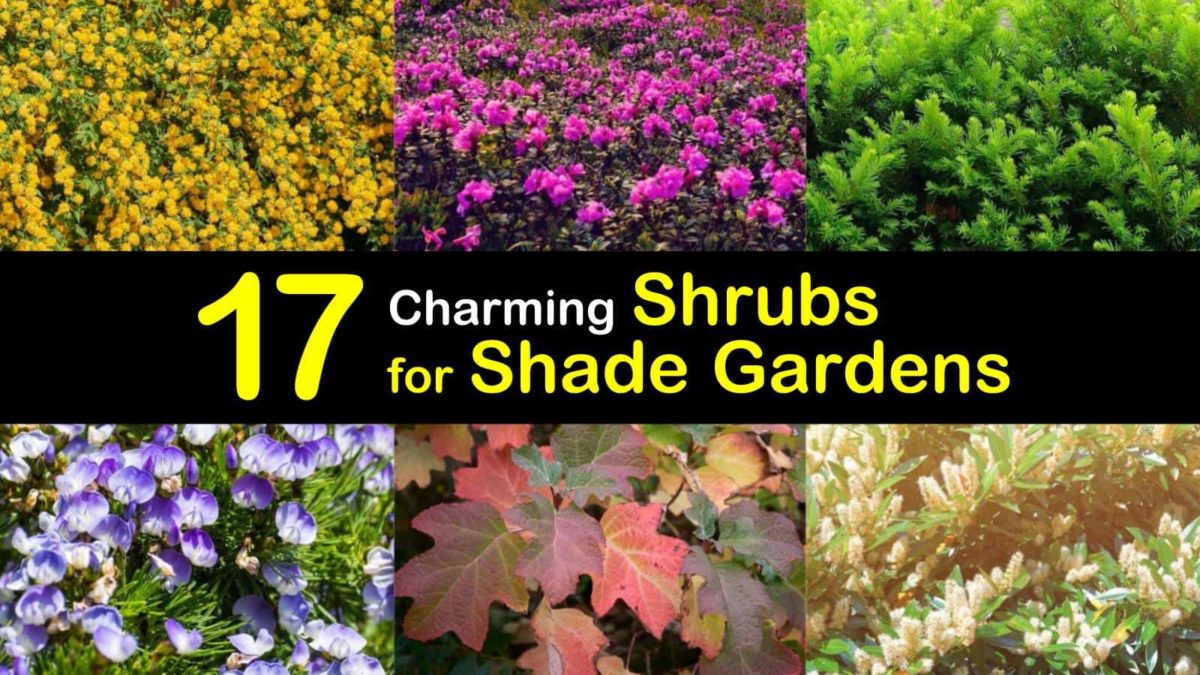 Image of Fothergilla shade-loving shrubs