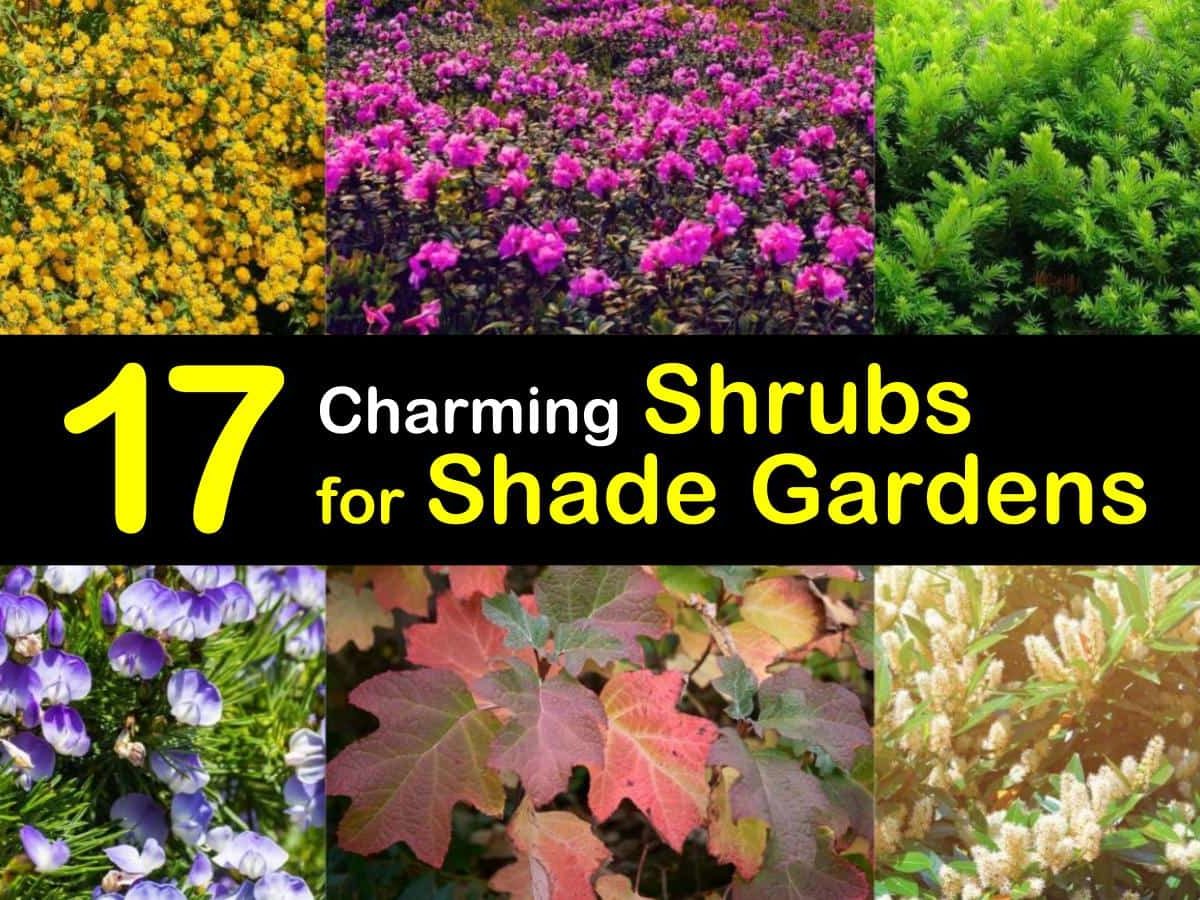 20 Charming Shrubs for Shade Gardens
