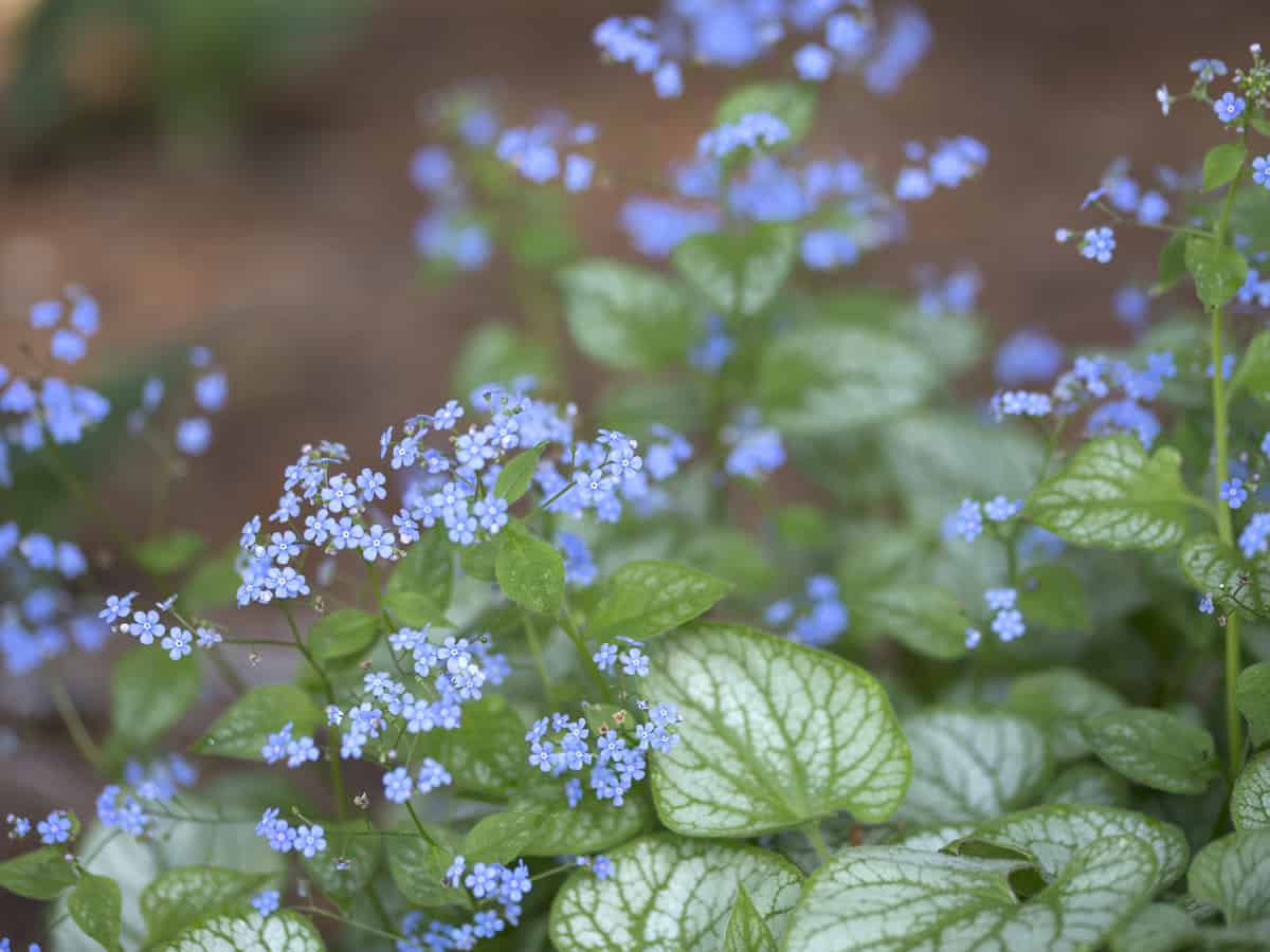 Siberian bugloss is also called the False Forget-Me-Knot