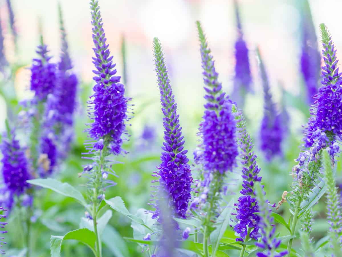 speedwell blooms all summer