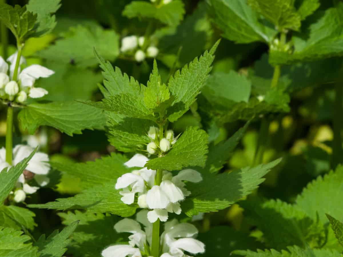 spotted dead nettle is a pretty weed