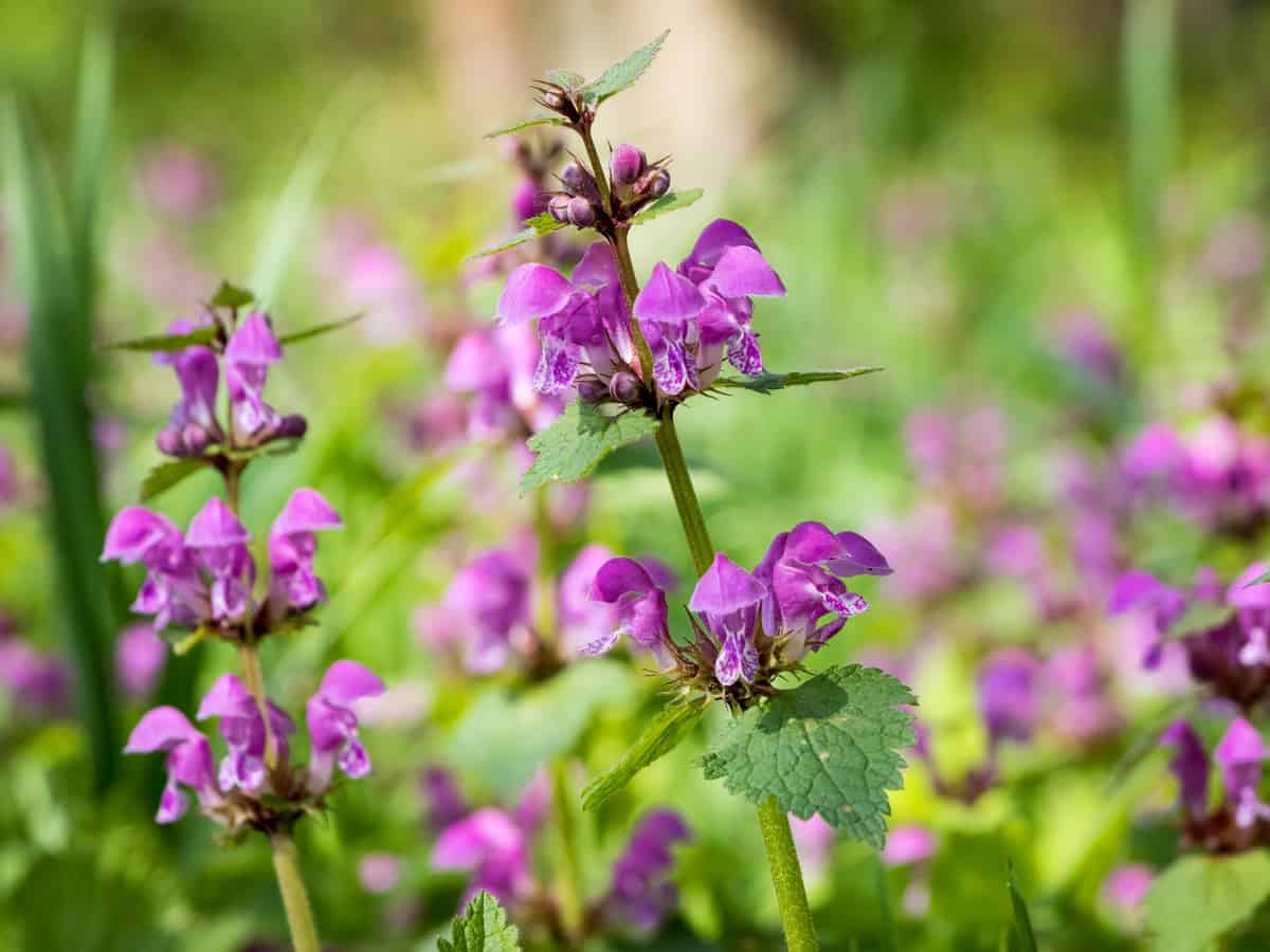 spotted dead nettle makes a thick ground cover