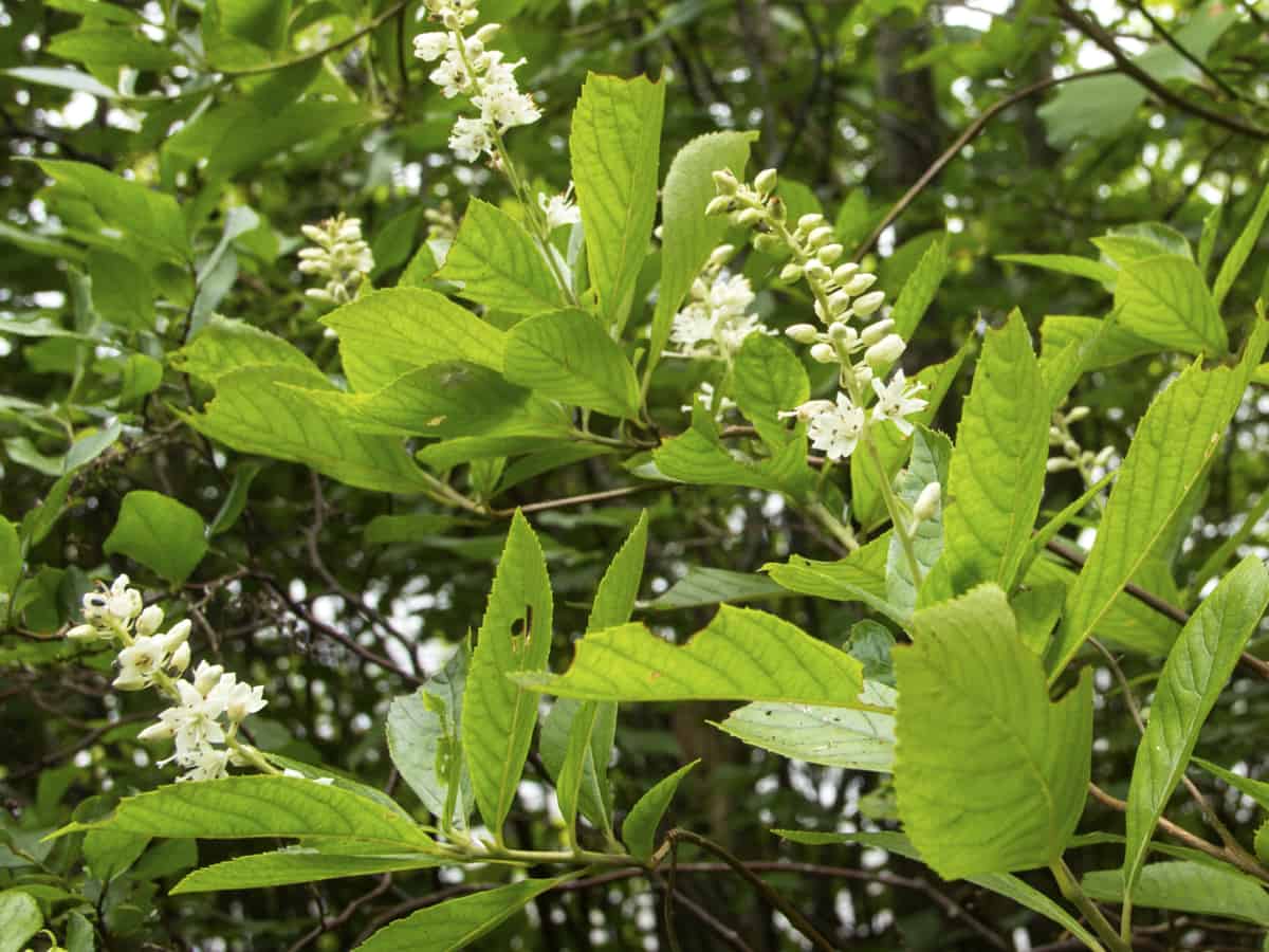 summersweet is also known as the pepper bush